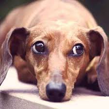 And, as the breed name suggests, the dachshund was developed to enthusiastically dig his. How To Quiet A Barking Dachshund Dog Petcarerx