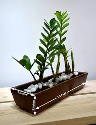 The five best plants to grow in a hydroponic system are growers have found that these plants take to hydroponics like a duck to water. Zz Plant In Ceramic Pot Only For Bangalore Delivery Greenmylife