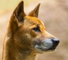 Sit down and talk to him/her and she will listin 9. Ancient Dog Dna Reveals 11 000 Years Of Canine Evolution