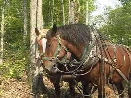 نتیجه جستجوی لغت [workhorses] در گوگل