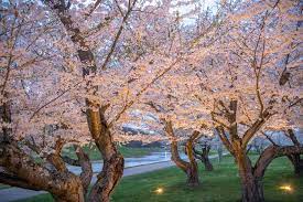 Maybe you would like to learn more about one of these? Where To Find Cherry Blossoms In Ohio Ohio Find It Here
