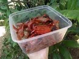 Burung dara mentega/ goreng kering. Jual Sayur Asin Cek Harga Di Pricearea Com