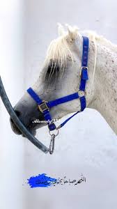 pin by uuuu uouo on manimal iphone wallpaper quotes love islamic pictures pretty wallpapers