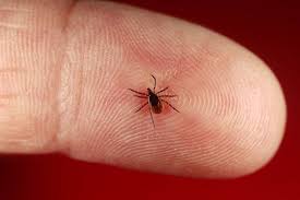 Image result for infected tick bite