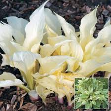 Hosta 'white feather' emerges with leaves ghostly white creating a striking spring display. White Feather Hosta Breck S Bulbs