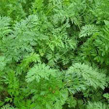 Maybe you would like to learn more about one of these? Carrot Greens More Vitamin C Than The Root Harvest2u