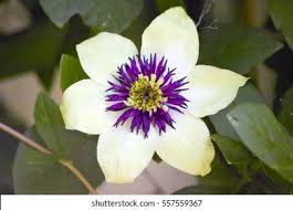 Maybe you would like to learn more about one of these? Creme White Flower Purple Stigmata Centre Stock Photo Edit Now 557559367