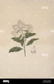 Image result for Vernonia amygdalina