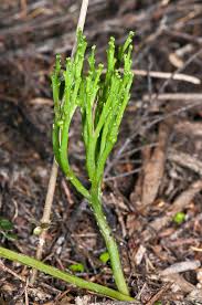 Image result for Psilotrichum