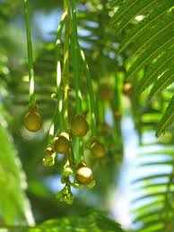 Image result for Parkia