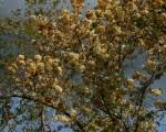 Image result for Dombeya shupangae