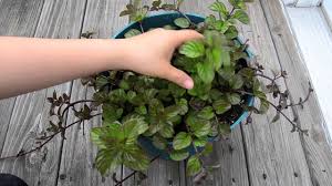 Peppermint is actually a spearmint and watermint hybrid. Growing Mint In Containers Spearmint Peppermint Apple And Orange Mint Youtube