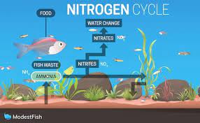 The Nitrogen Cycle Simple Step By Step Guide For Beginners Nitrogen Cycle Neon Tetra Fish Tank