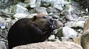 Check out our castori selection for the very best in unique or custom, handmade pieces from our shops. Il Castoro Curiosita E Info Su Questo Famoso Animale Costruttore