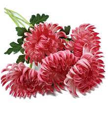 Fuji Mums Flower Kingdom Best Flower Wallpaper