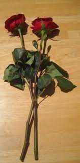 Pin By Sylvia Baldacchino On Romance Growing Roses Planting Roses Roses In Potatoes