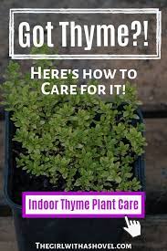 Thyme Is A Great Herb To Have Around The House Find Out How To Successfully Grow Your Own Thyme Indoors With These Awesom Thyme Plant Plant Care Growing Thyme