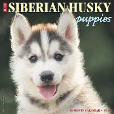 Blue eyed husky mix german shepherd. Just Siberian Husky Puppies 2020 Wall Calendar Dog Breed Calendar Willow Creek Press 0709786053452 Amazon Com Books