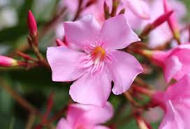 We did not find results for: 10 Puja Flowers That Can Be Offered To God