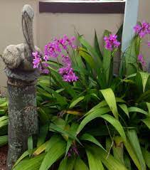 Ground Orchids In Miami Florida Ground Orchids Orchids Tropical Landscaping