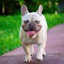 French bulldog texas has been producing french bulldog puppies since 2001. French Bulldog Breeder Based In Houston Texas Producing Top Quality French Bulldogs With Beautiful Confirmation A Bulldog French Bulldog Cute French Bulldog