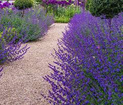Image result for Nepeta × faassenii
