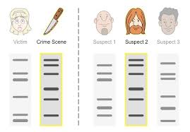 Dna Profiling Bioninja