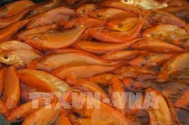 Bởi vậy người ta thường xem hình ảnh cá chép hóa rồng là biểu tượng của sự an lành và sung túc, thịnh vượng. Lang Nuoi Ca Chep Ä'á» Ná»•i Tiáº¿ng á»Ÿ Xá»© Thanh TrÆ°á»›c Ngay Ong Cong Ong Tao Vá» Trá»i