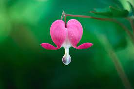 Bleeding Heart Flower Meaning Flower Meaning