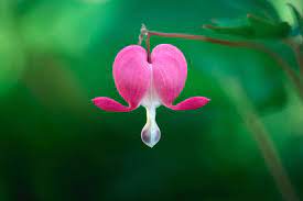 Definitions for hearts and flowers hearts and flow·ers. Bleeding Heart Flower Meaning Flower Meaning