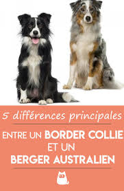 Epingle Sur Chiens Droles Et Chiots Mignons