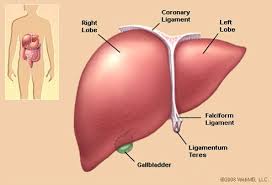 Enlarged spleen is medically termed as splenomegaly. Liver Function Tests Diseases Symptoms Causes Location