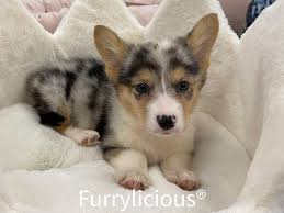 Pembroke/Cardigan Welsh Corgi-DOG-Male ...