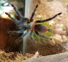 Image result for Tridactyle gentilii