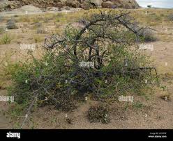 Image result for Cordia sinensis