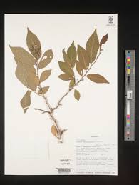 Image result for Grewia inaequilatera