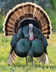 Wild Birds That Look Like Turkeys California Robert Mc Rae Wild Turkey Animals Beautiful Animals Wild