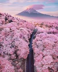 For The Japanese Mount Fuji Has Long Been The Ultimate Blossom Explosion Mount Fuji Fujiyama Japan Blossom Explosion Mount Fuji Fujiyama Japan Pic Nature Photography Beautiful Nature Beautiful Landscapes