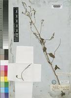 Image result for Aeollanthus pubescens