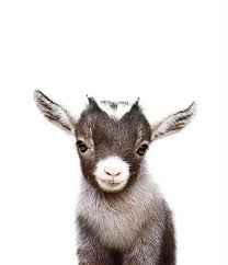 Nursery Decor Baby Goat Print Printable Art Farm Animal Prints Nursery Art Baby Animal Prints The Crown Prints Nursery Animal Prints Baby Animal Prints Nursery Cute Goats Cute Animals