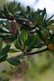 Image result for Terminalia stuhlmannii