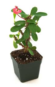 Image result for Euphorbia pfeilii