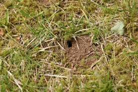 Small Holes In Yards Tips For Identifying Holes Throughout The Lawn Digging Holes Lawn And Garden Lawn Pests