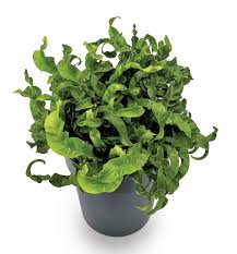 Image result for Asplenium