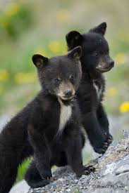 Animaux Insolites Bebes Animaux Animaux Mignons