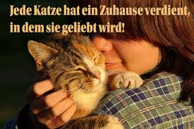 Katzen können mit ihren besitzern kommunizieren, türen öffnen und zählen. Nullpunkt Wenn Man Fur Die Katze Ein Neues Zuhause Finden Muss