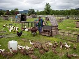 Ce locuri de muncă puteţi găsi în austria: Muncitori Necalificati Ferme Agricole Austria Munca Europa