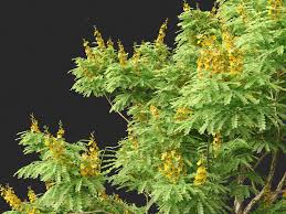 Image result for Caesalpinia ferrea
