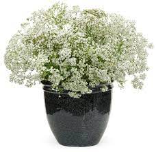 Gypsophila Festival Star Hardy Baby S Breath Gypsophila Paniculata Pleasant View Gardens