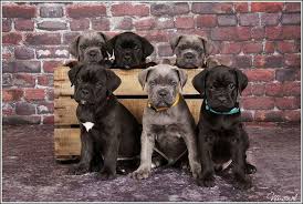 The cane corso italiano had declined to near extinction by the 1980's, but since then an intentional effort to rescue the breed has increased the dog's numbers. Pin By Happytime Fotografie On Leuke Honden Foto S Cane Corso Dog Cane Corso Cane Corso Puppies